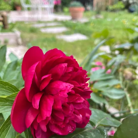 L'atelier D'olga - Homillesime * Ντιζόν