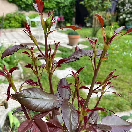 L'atelier D'olga - Homillesime Appartamento