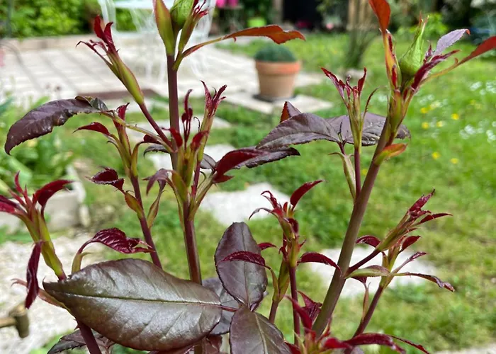 L'atelier D'olga - Homillesime 公寓